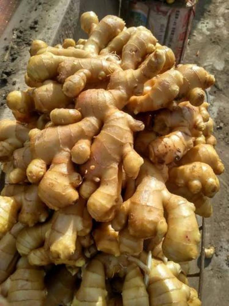 窖藏小黄姜色泽鲜黄，辣味十足，货源充足，全国发货坏烂包赔