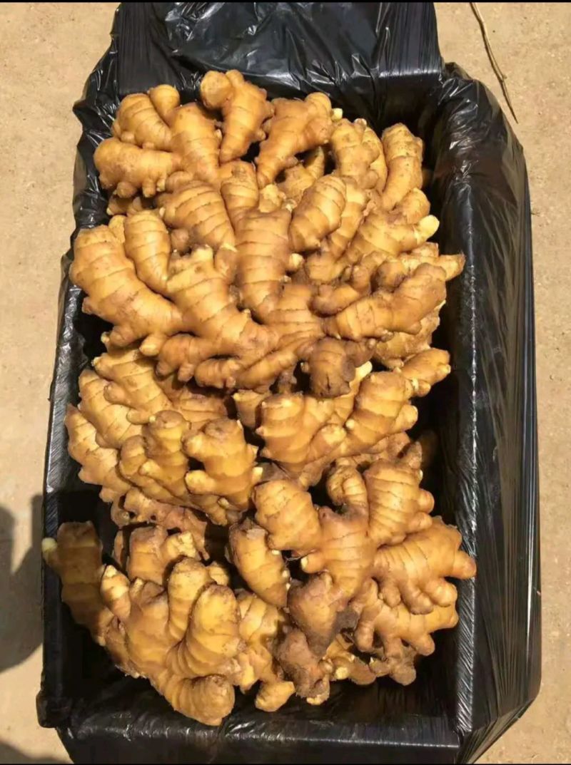 窖藏小黄姜色泽鲜黄，辣味十足，货源充足，全国发货坏烂包赔