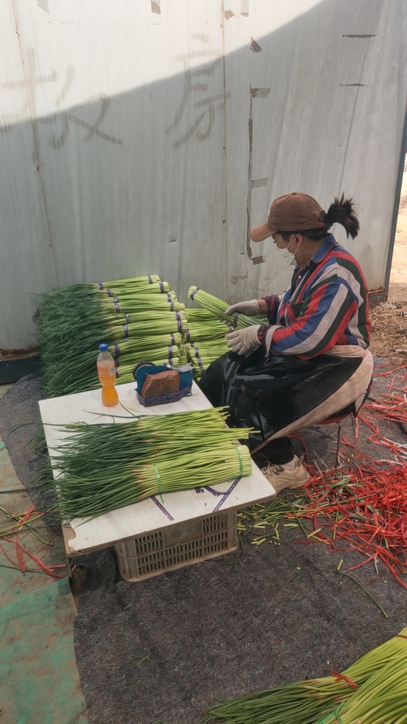 通许蒜薹红帽蒜苔干货产地产地直销电商商超