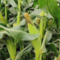 鲜玉米一千亩福建产地直发，价格质量超硬