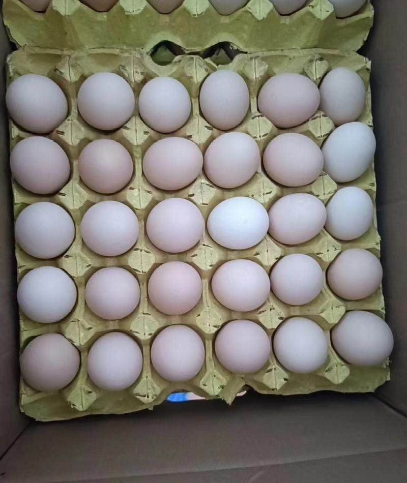 鲜鸡蛋、土鸡蛋