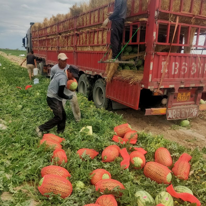 美丽大新疆昌吉红金城硒砂瓜产地直发一手货源对接电商