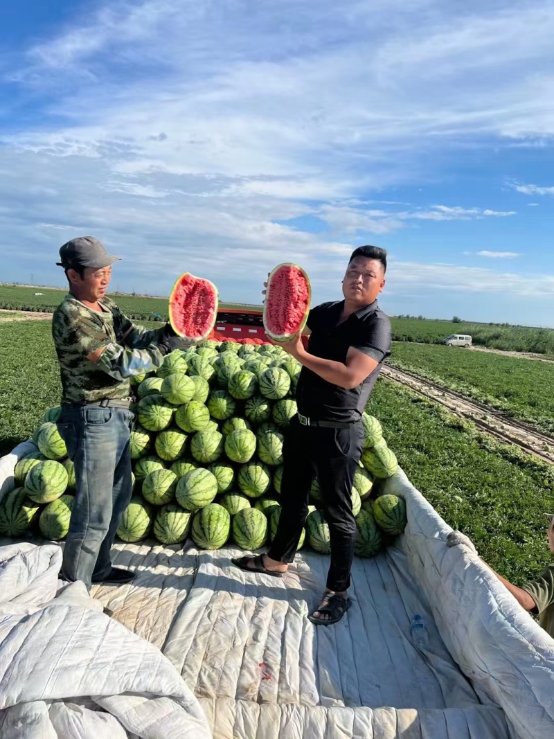 美丽大新疆昌吉红金城硒砂瓜产地直发一手货源对接电商