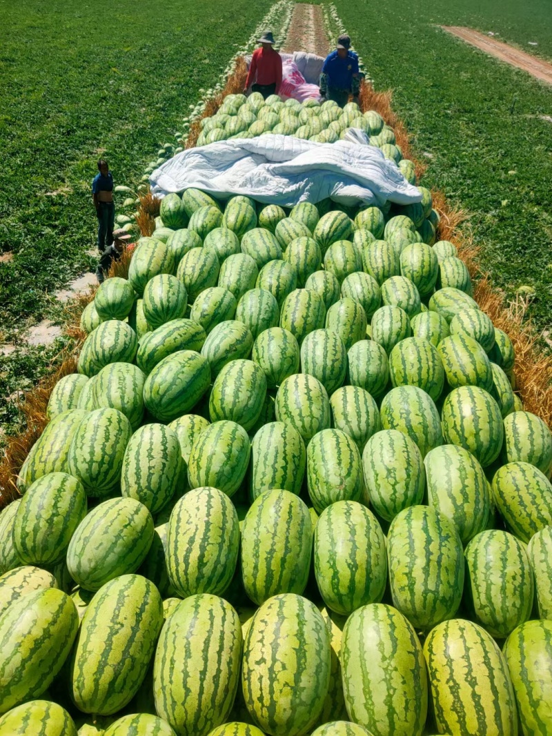 美丽大新疆昌吉红金城硒砂瓜产地直发一手货源对接电商