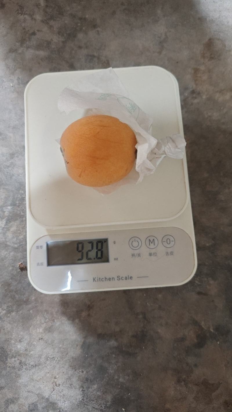 大五星枇杷有意向的拨号联系+微信联系通货中的精品
