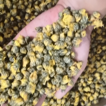 江苏菊花
