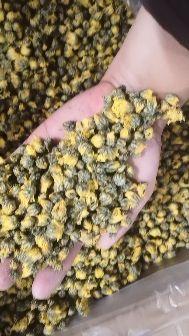江苏菊花