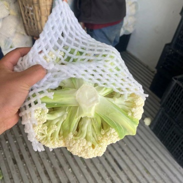 白天青梗花菜小米粒大米粒