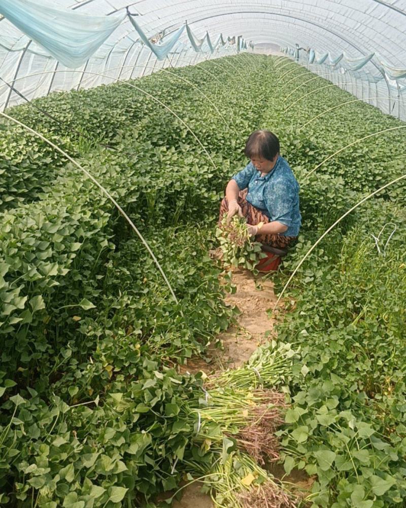 玛莎离地瓜苗脱毒德州夏津