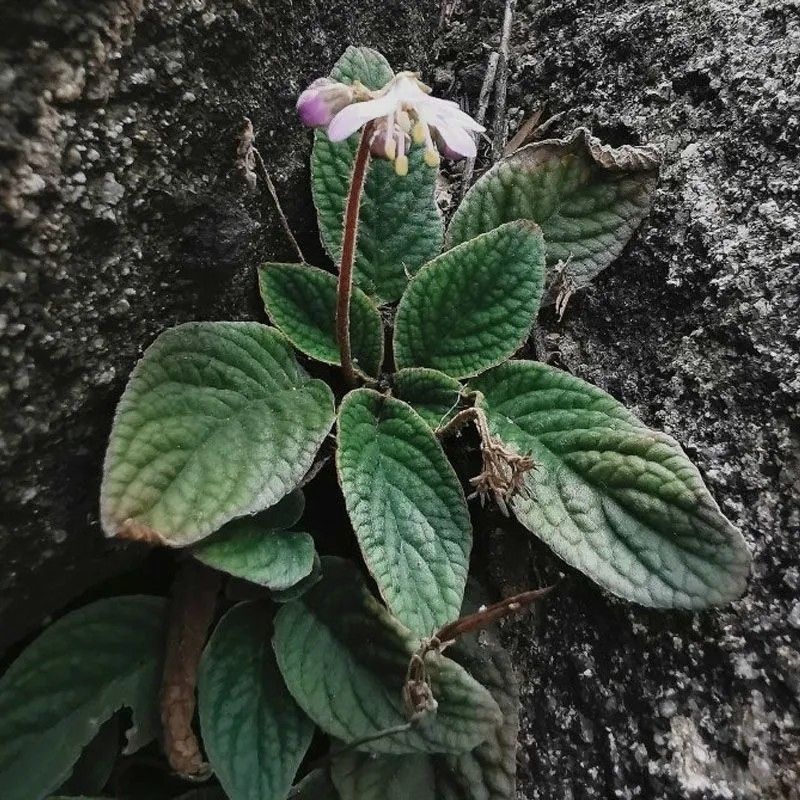 广西野生软肝草中药材贵州苗药新鲜石上莲中草药石上莲，