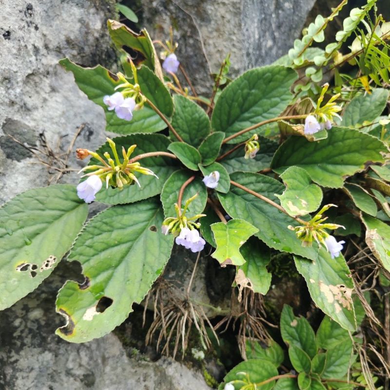 广西野生软肝草中药材贵州苗药新鲜石上莲中草药石上莲，
