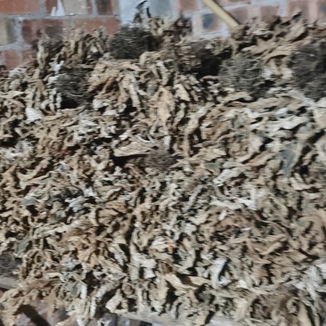 广西野生软肝草中药材贵州苗药新鲜石上莲中草药石上莲，