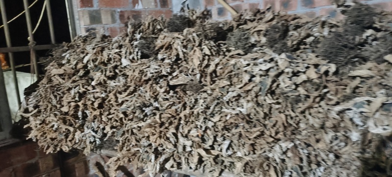 广西野生软肝草中药材贵州苗药新鲜石上莲中草药石上莲，