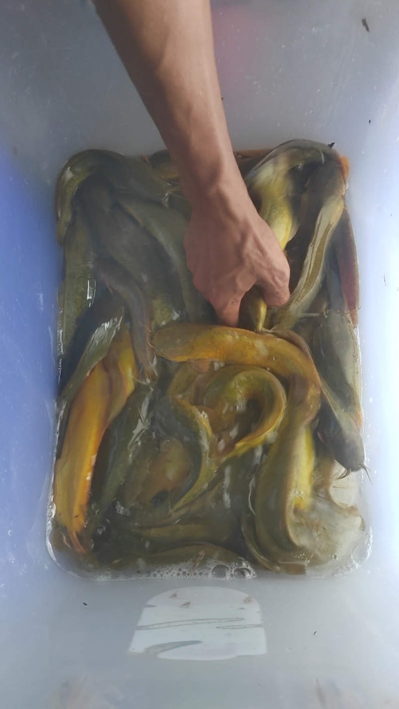 塘角鱼，大量批发。