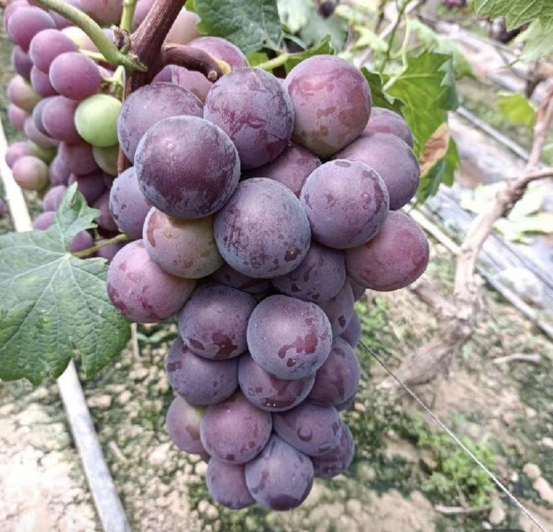 精品藤稔葡萄，产地大量有货，价优保质可看货