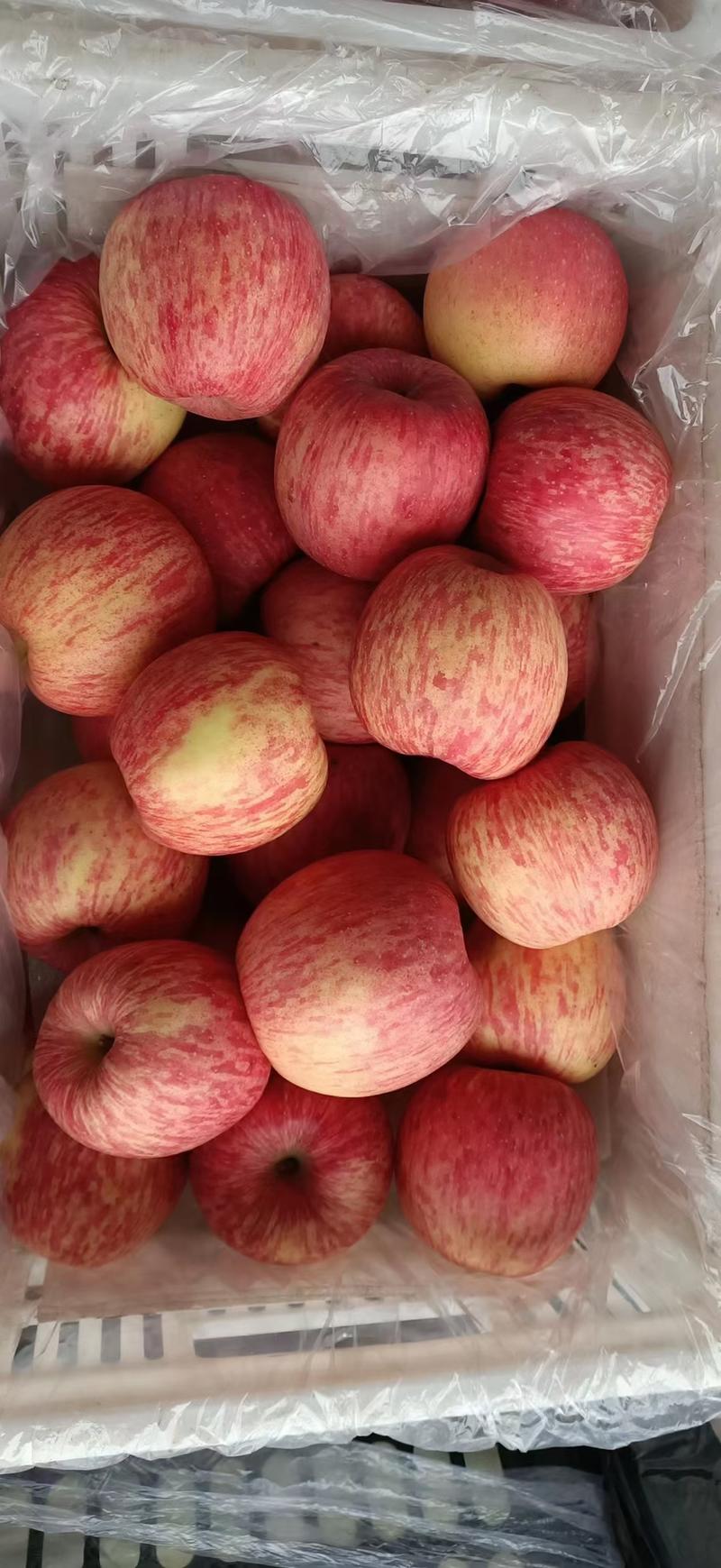 山东冷库红富士苹果大量出库，产地大掉价，质量保证货真价实
