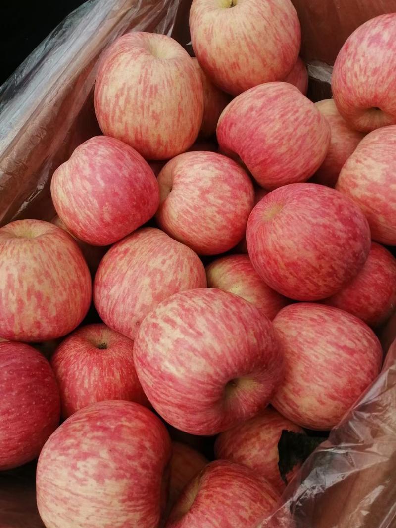 山东冷库红富士苹果大量出库，产地大掉价，质量保证货真价实