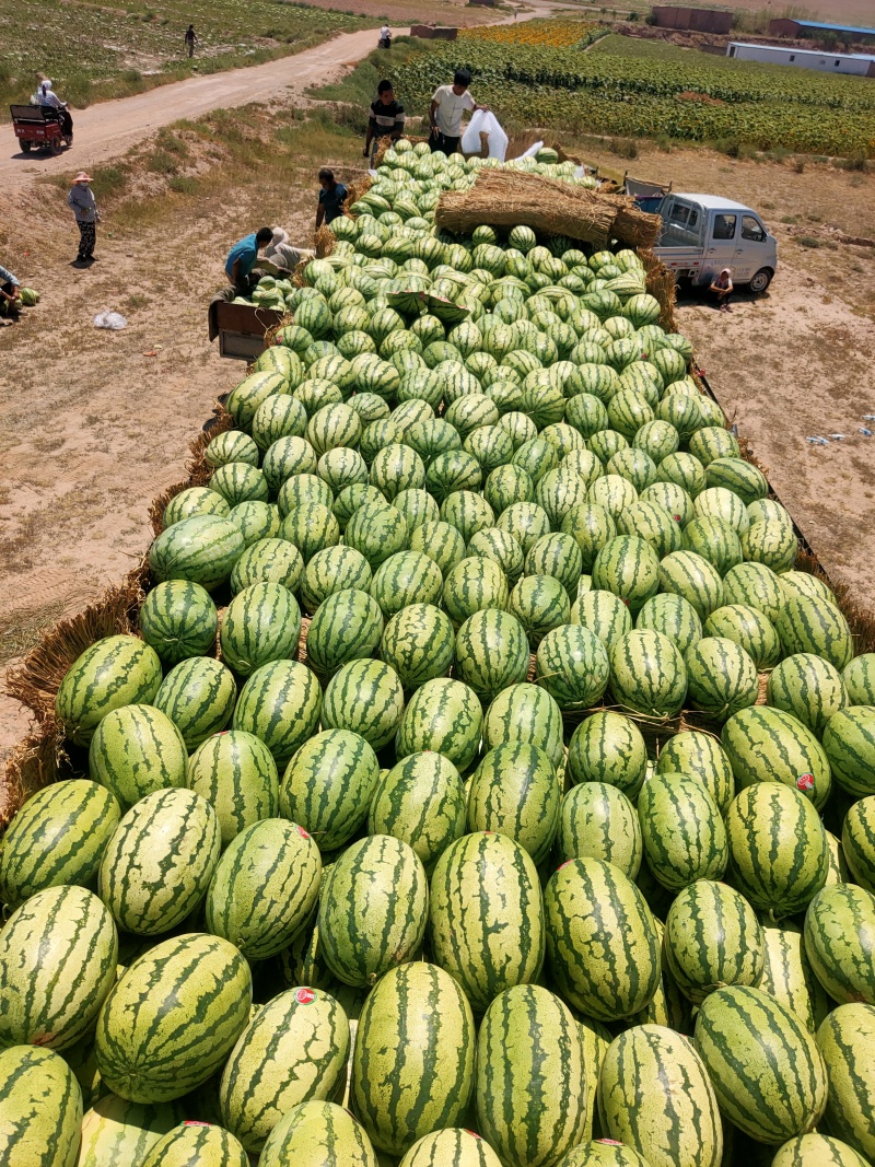 宁夏香山硒砂瓜产地直供一手货源对接农户对接各种商场