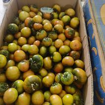 盘锦碱地柿子，番茄，草莓柿子，鹰爪铁皮柿子