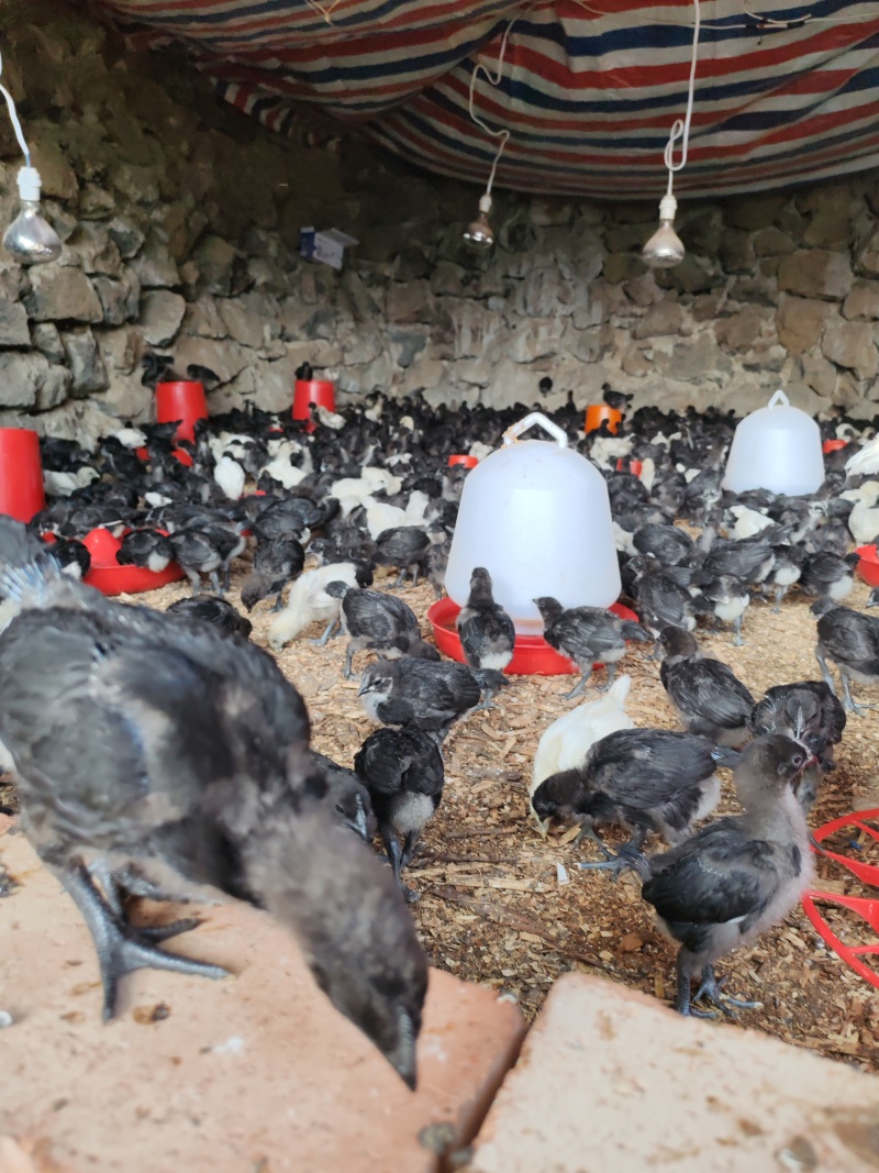 云南盐津高纯乌骨鸡苗