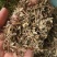 叶下珠又名珍珠草统货祥泰药材栈中药材批发零售实物拍摄