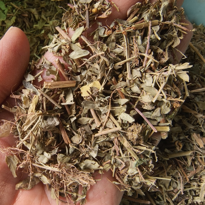 叶下珠又名珍珠草统货祥泰药材栈中药材批发零售实物拍摄