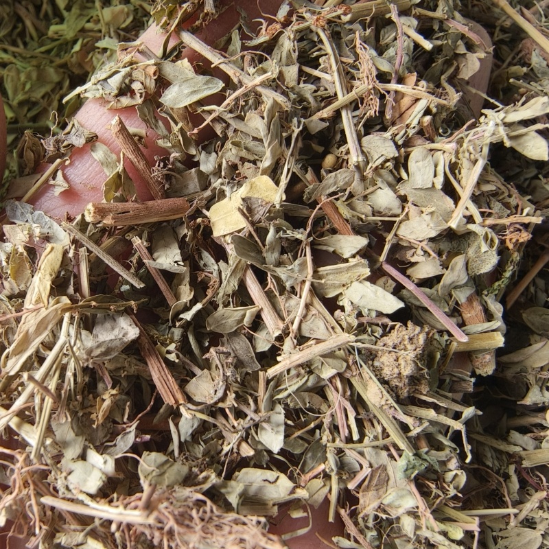 叶下珠又名珍珠草统货祥泰药材栈中药材批发零售实物拍摄