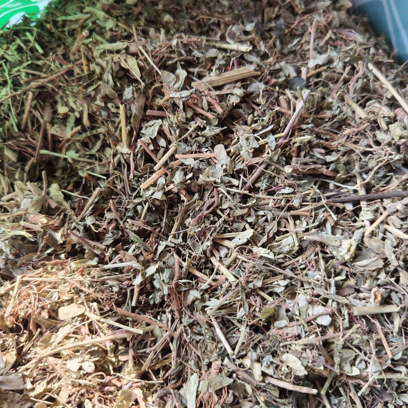 叶下珠又名珍珠草统货祥泰药材栈中药材批发零售实物拍摄