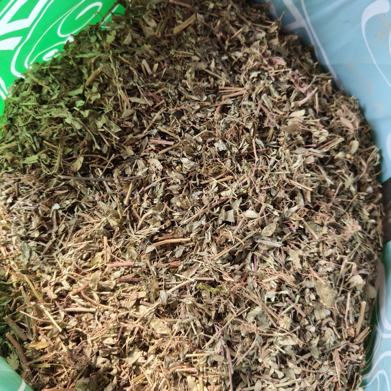 叶下珠又名珍珠草统货祥泰药材栈中药材批发零售实物拍摄