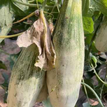 羊角蜜博洋9大量上市
