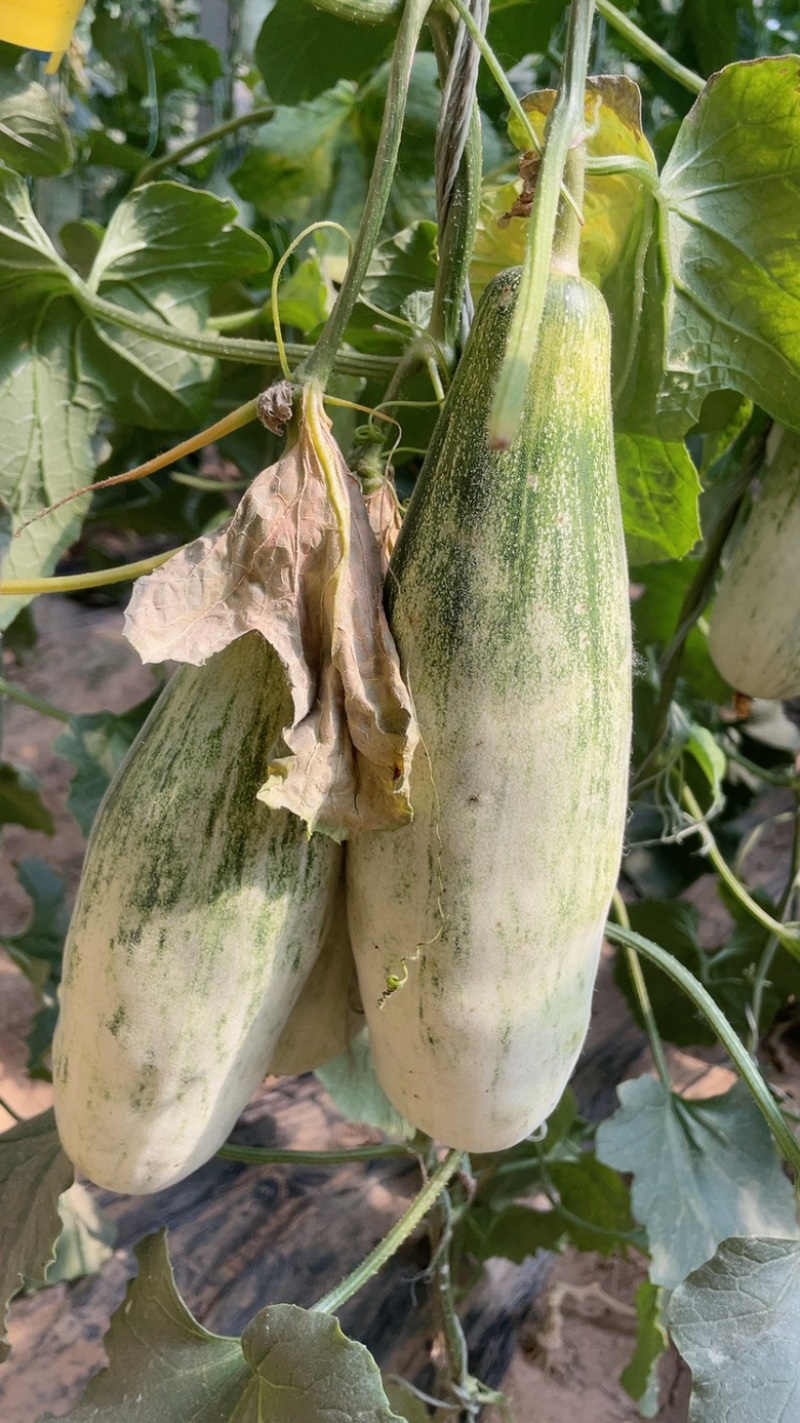 羊角蜜博洋9大量上市