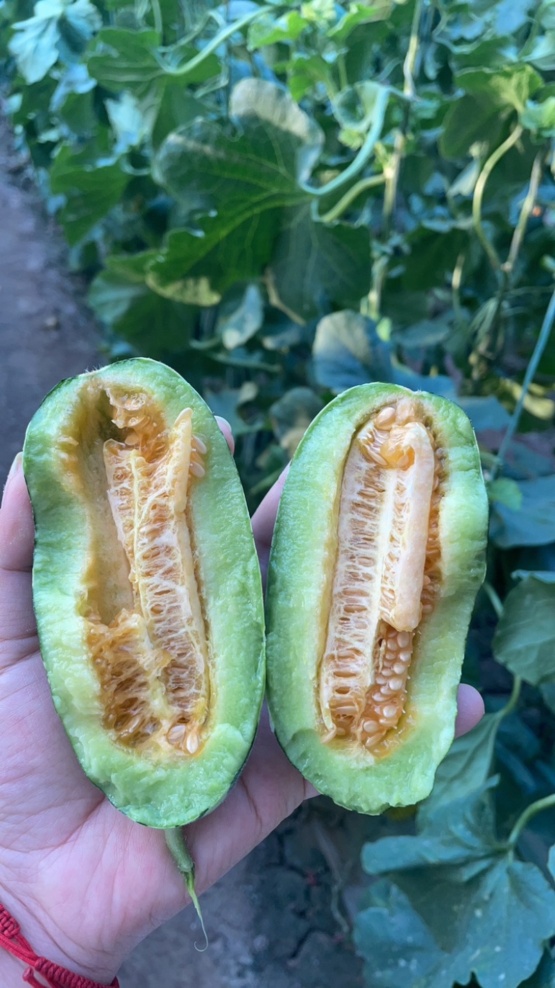 羊角蜜博洋9大量上市
