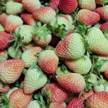 新鲜盒装蒙特瑞草莓现摘现发批发。欢迎大家选购。