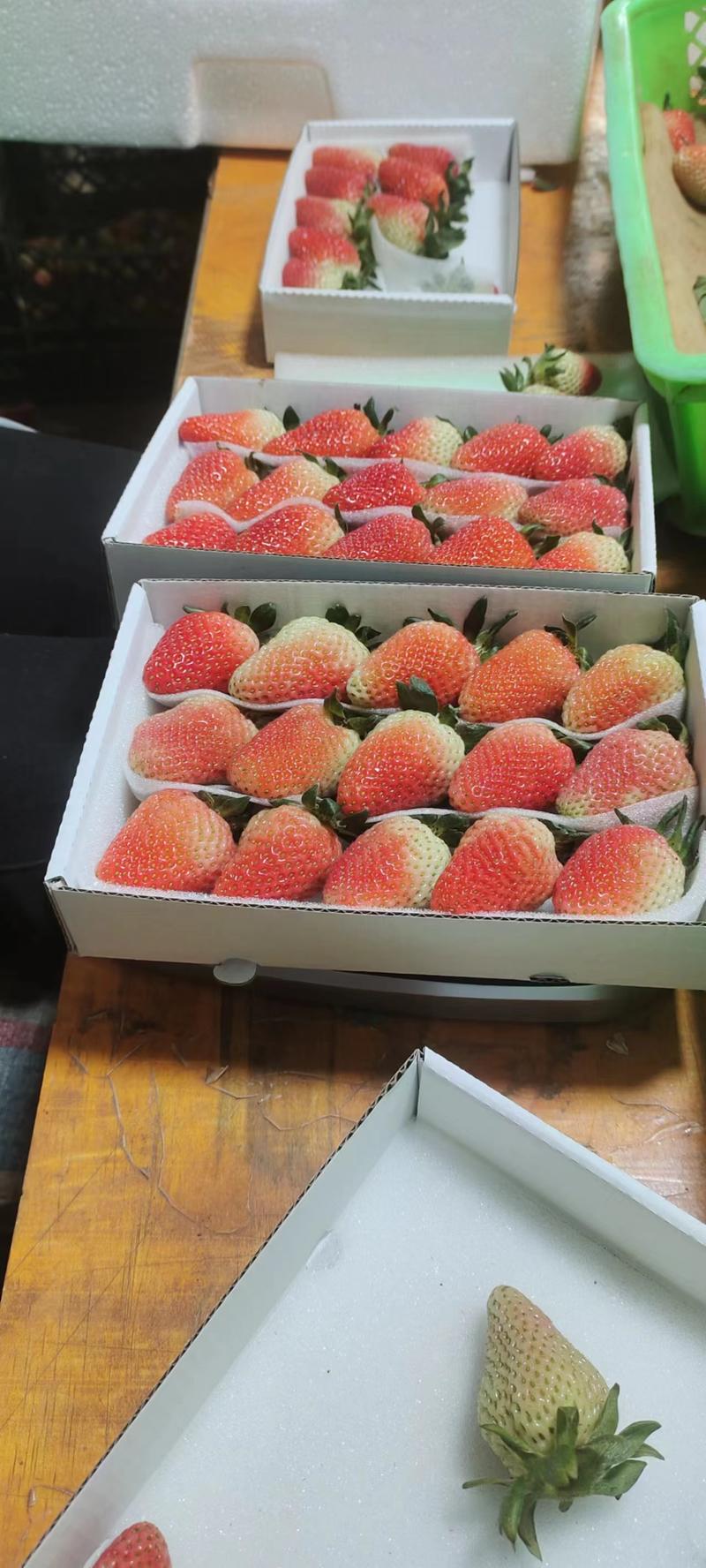 新鲜包邮盒装蒙特瑞草莓现摘现发批发。欢迎大家选购。