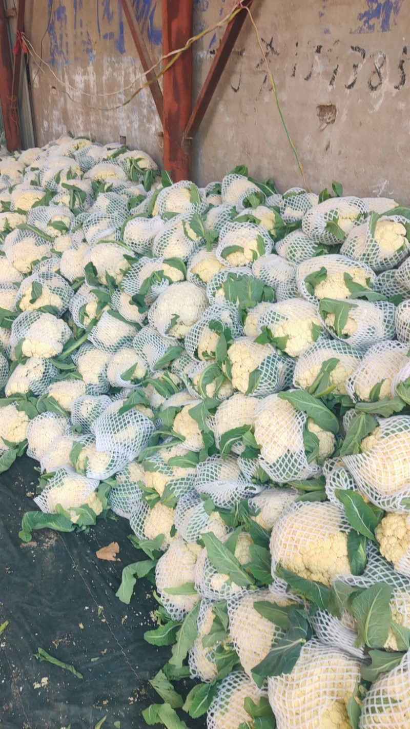 精品有机花菜大量上市对接电商产地直发一手货源发代代办