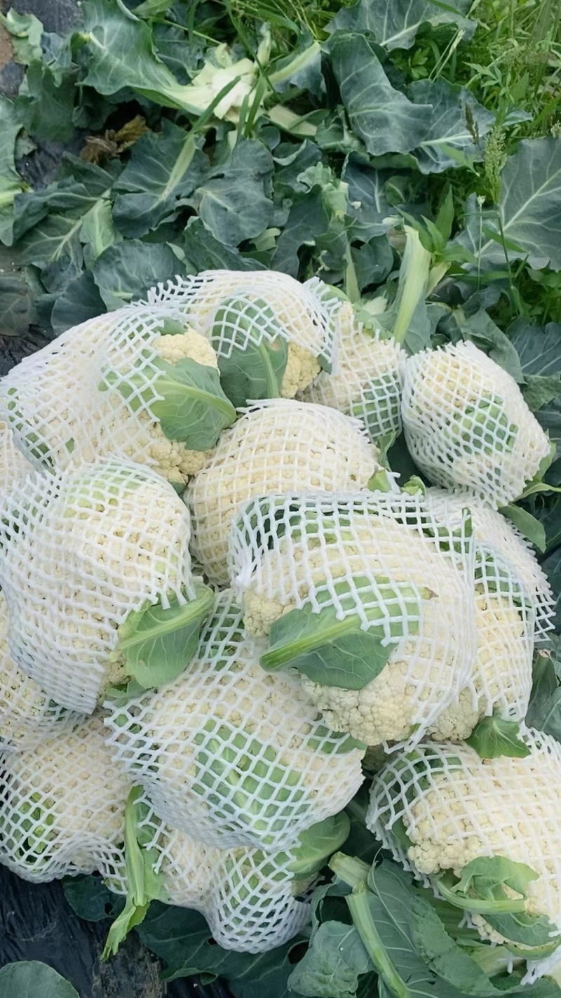 精品有机花菜大量上市对接电商产地直发一手货源发代代办