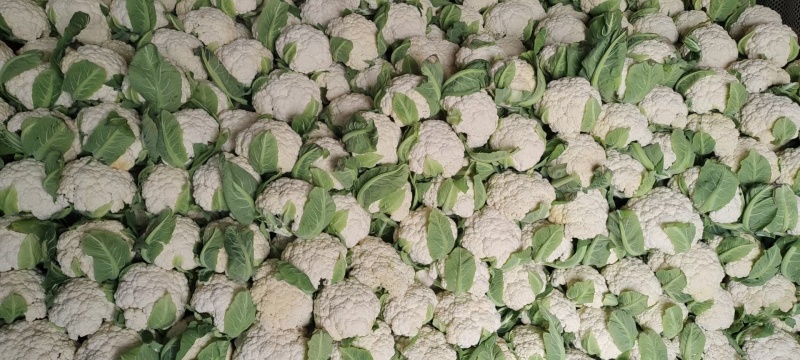精品有机花菜大量上市对接电商产地直发一手货源发代代办