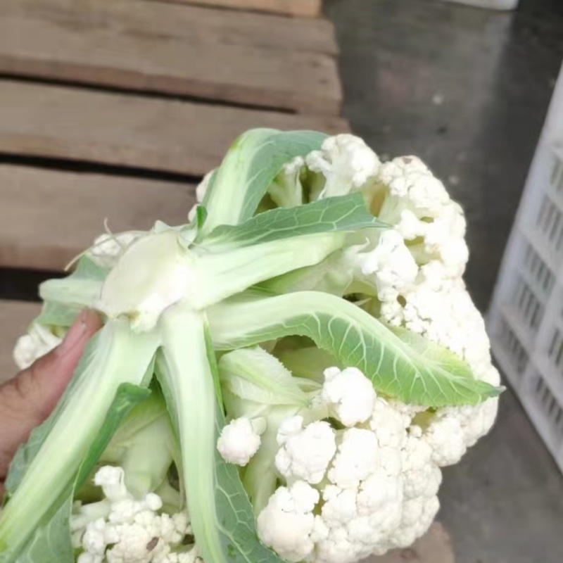 精品有机花菜大量上市对接电商产地直发一手货源发代代办