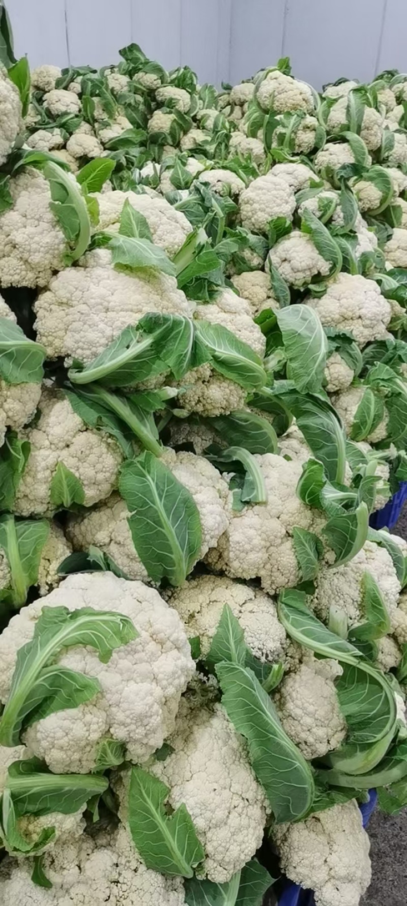 精品有机花菜大量上市对接电商产地直发一手货源发代代办