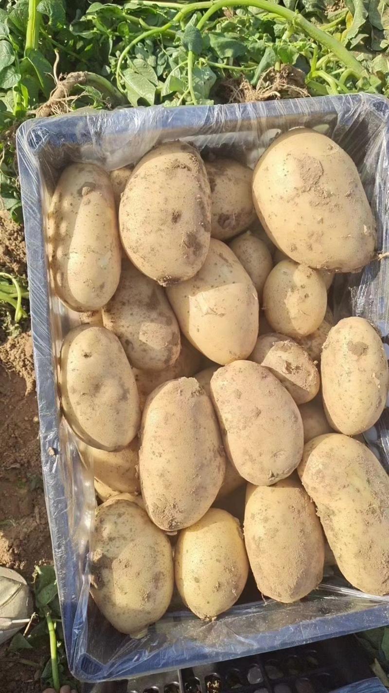 湖北天门精品黄心土豆产地大量出货一手货源批发全国代发