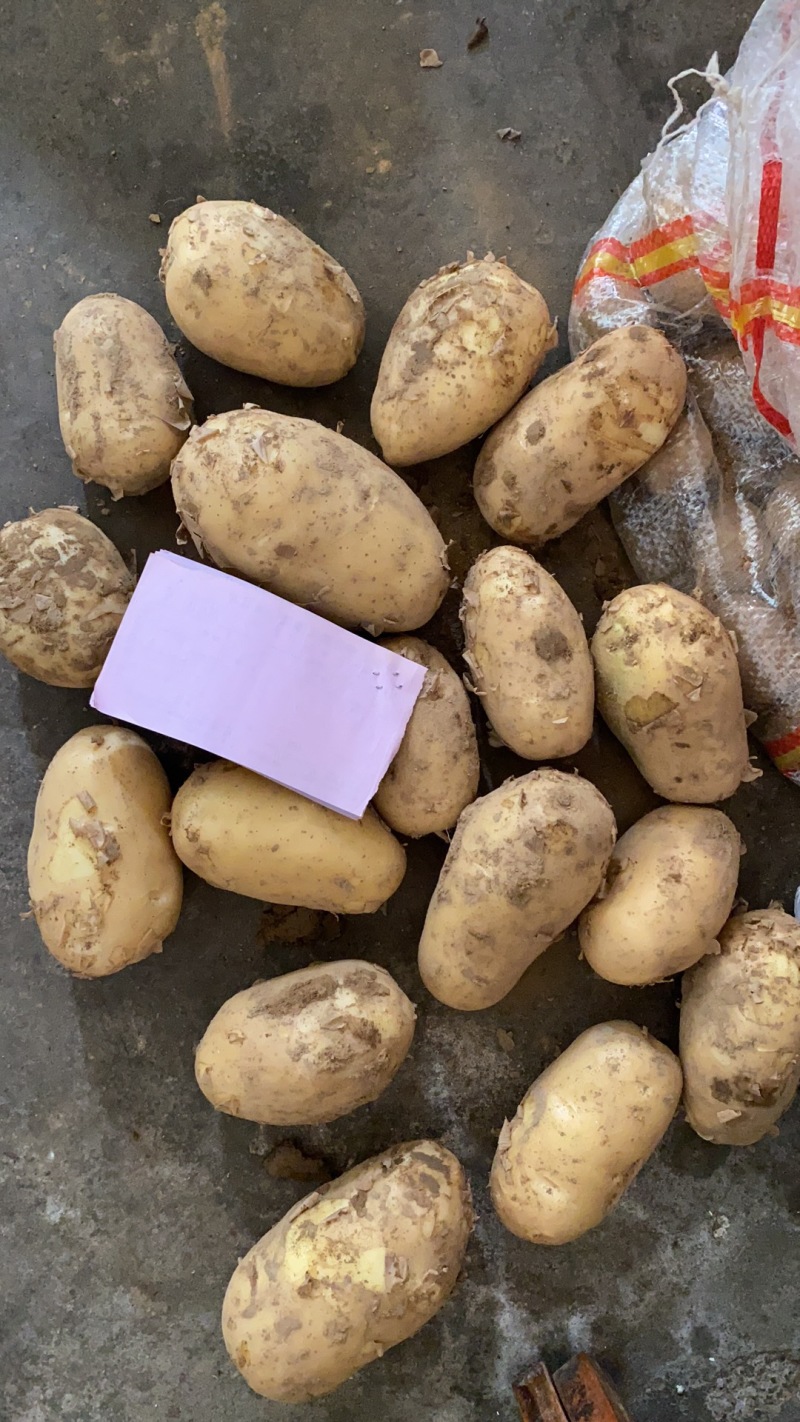 精品黄心土豆