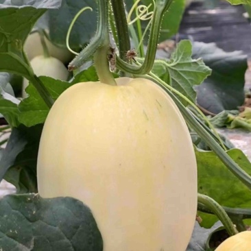 陕西大荔