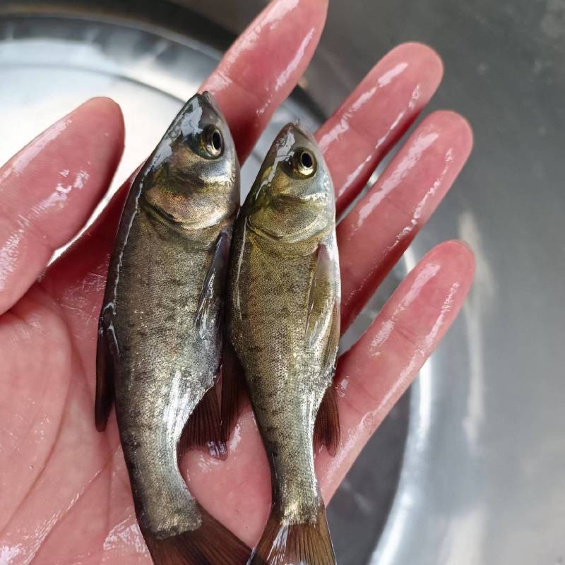 精品黑芝麻《花鲢》自养自销价格合理欢迎云贵川的新老客户
