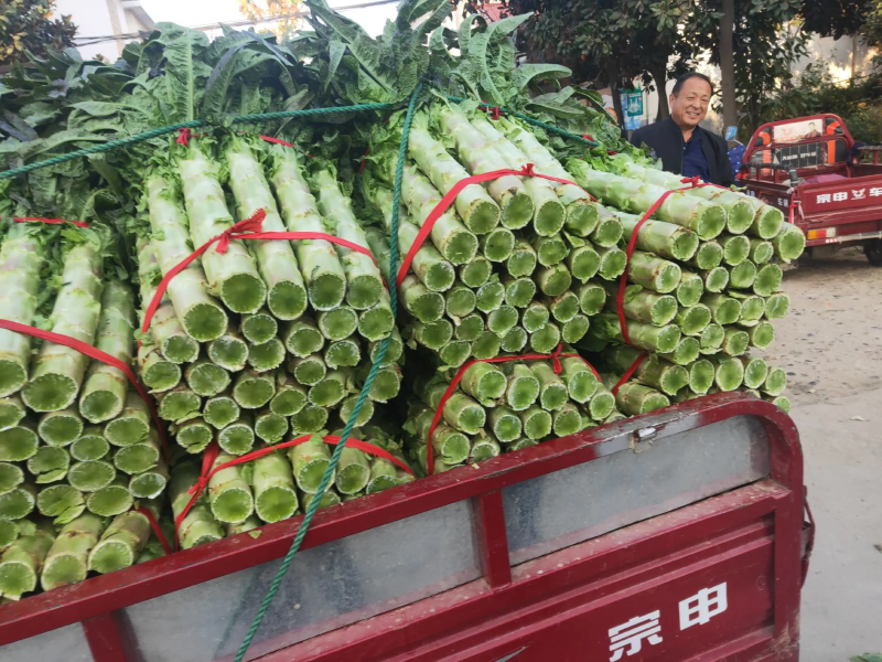 新野新鲜青皮莴笋大量供应质量保证对接市场商超电商供应链等