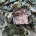 药棉籽原包装无霉变质量好看的见有机肥