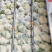 精品有机花菜大量上市对接电商产地直发一手货源发代代办