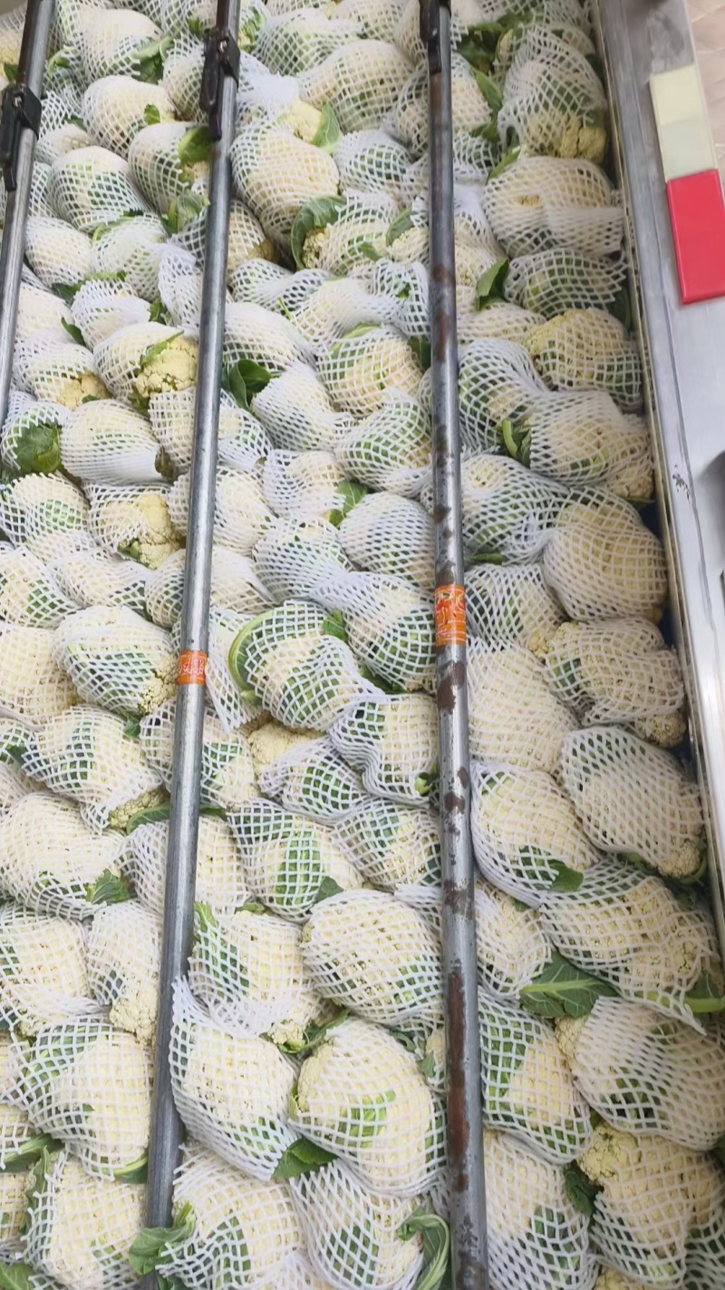 精品有机花菜大量上市对接电商产地直发一手货源发代代办