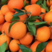 【精品】长虹脐橙“鹅蛋橙”产地直发一手货源批发品质好