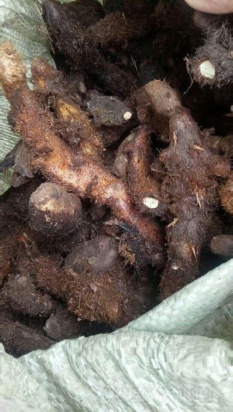 贵州野生骨碎补，别名崖姜、岩连姜、爬岩姜和肉碎补