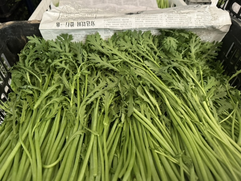 【稳定供货】江苏精品茼蒿大量上市新鲜供应对接市场商超批发